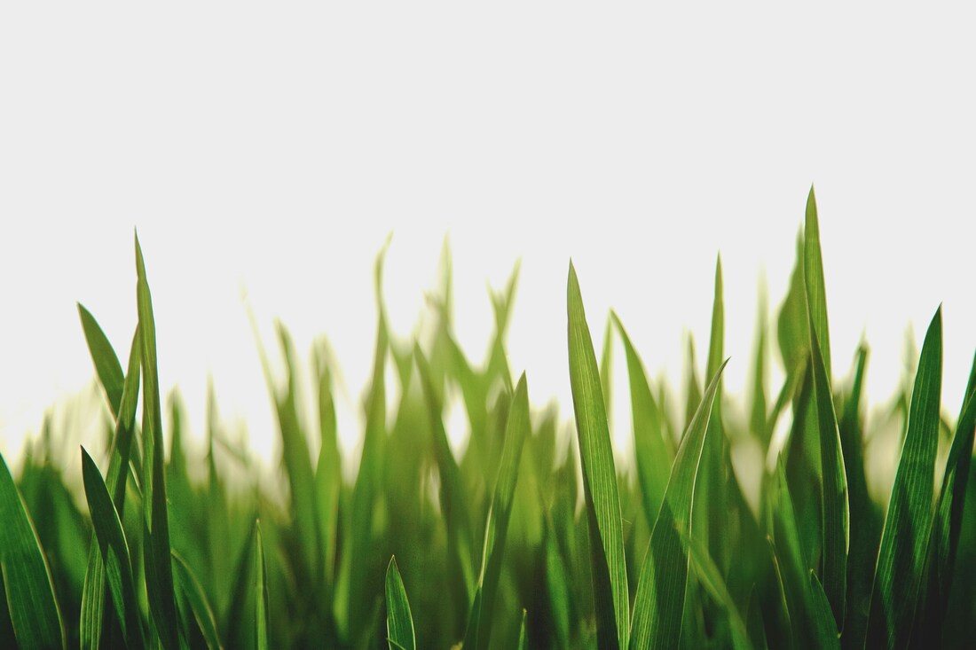 Healthy green lawn maintained with proper lawn care practices