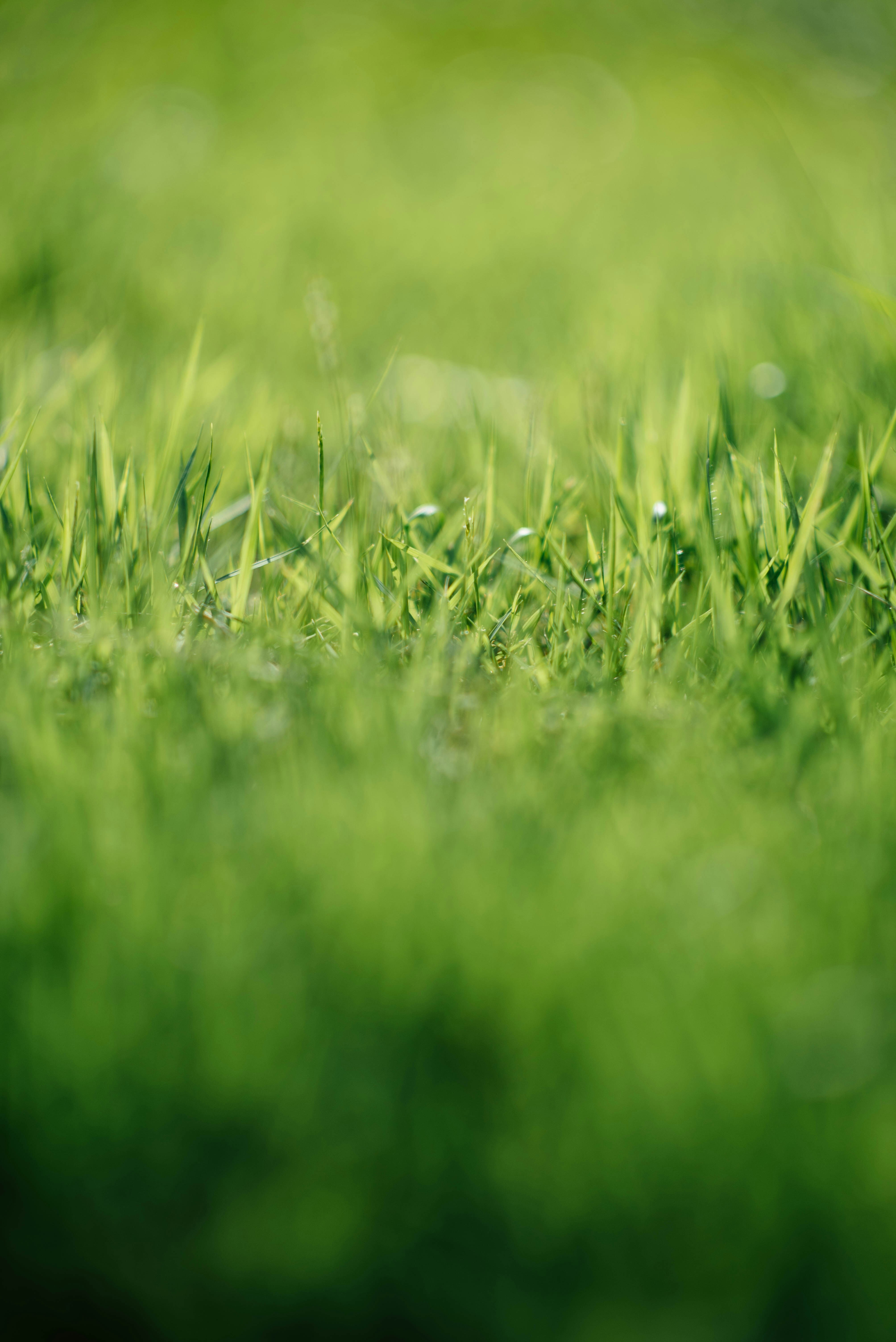 Healthy green lawn maintained with proper lawn care practices