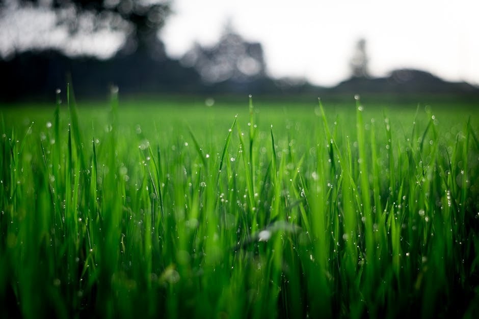 Lawn Maintenance 101: Essential Tips for a Lush, Green Yard