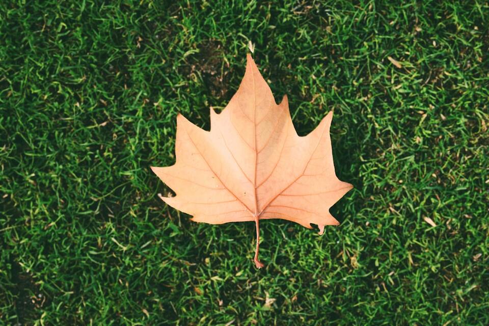 The Ultimate Guide to Leaf Clean Up: Strategies, Tools & Services for a Perfect Yard